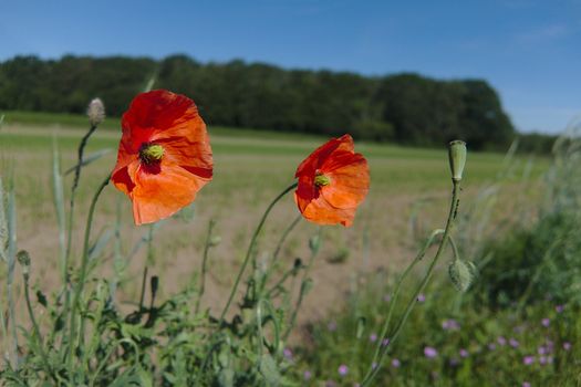 A wild flower growing in the fields near Roermond, Netherlands. Shot on a summers day in 2019.