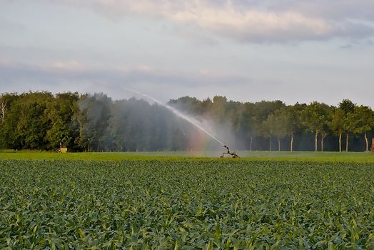 Scenery outside of Roermond, Netherlands where the farmers have fields to grow their crop. Shot in the summer of 2019.