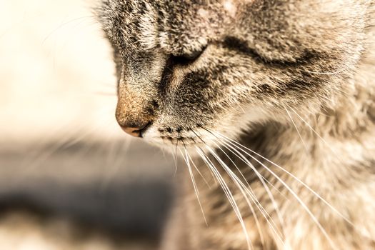 Tabby Cat head profile. Idea for sad concept.