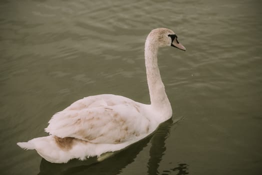 White swans on the lake. View from distance using wide angle lens