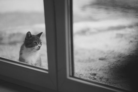 Portrait of domestic cat outdoor. Spring or summer time