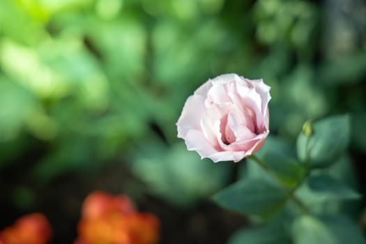 The background image of the colorful flowers, background nature