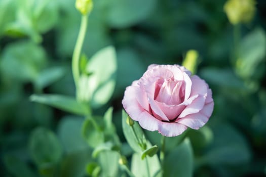 The background image of the colorful flowers, background nature