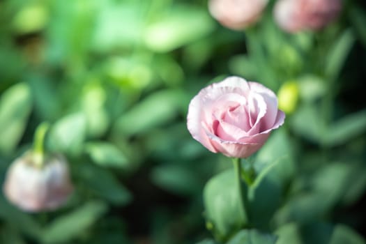 The background image of the colorful flowers, background nature