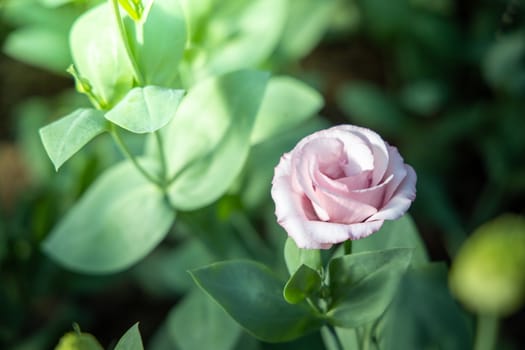 The background image of the colorful flowers, background nature