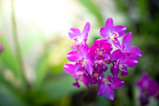 The background image of the colorful flowers, background nature