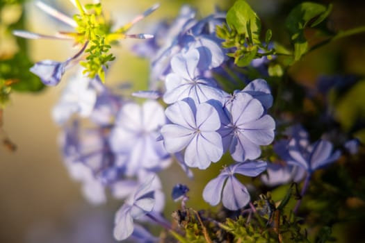 The background image of the colorful flowers, background nature