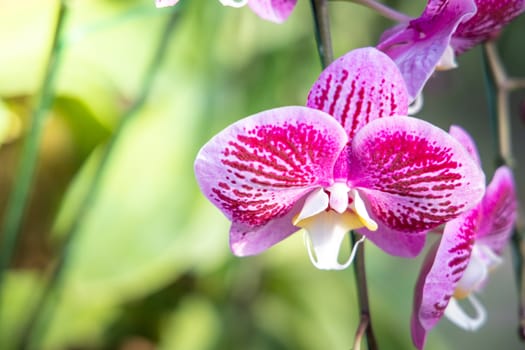 The background image of the colorful flowers, background nature