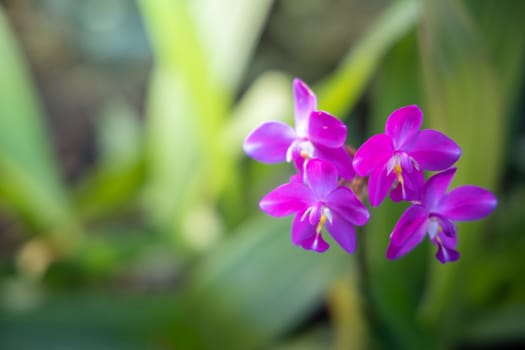 The background image of the colorful flowers, background nature