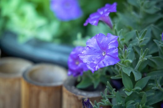 The background image of the colorful flowers, background nature