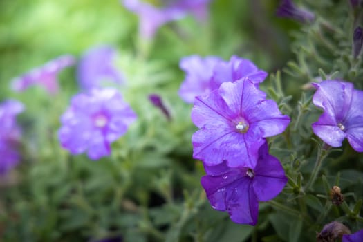 The background image of the colorful flowers, background nature