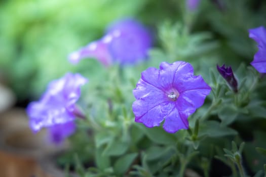 The background image of the colorful flowers, background nature