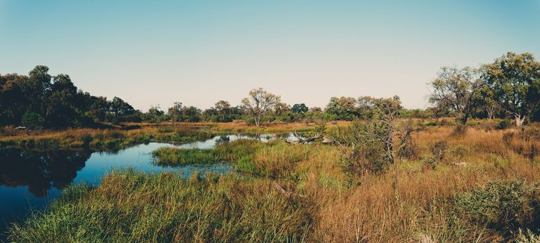 beautiful landscape in the Okavango swamps, Moremi game reserve Botswana africa wilderness