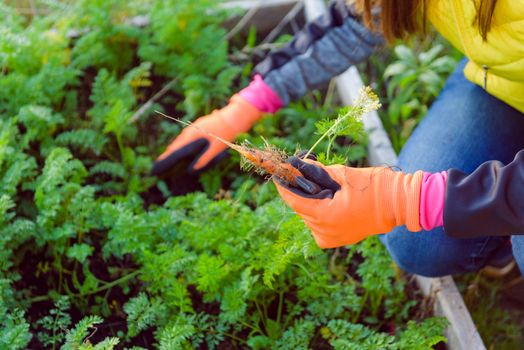 Farmer holds carrots in his hands. Collecting harvest: orange carrot in hands of female farmer. Close-up of carrots harvested from the garden. Concept of healthy eating.