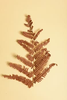 Autumn fern leaves isolated on yellow background with copy space. Horizontal orienattion. Minimalistic style. View from above.