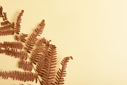 Autumn fern leaves isolated on yellow background with copy space. Horizontal orienattion. Minimalistic style. View from above.