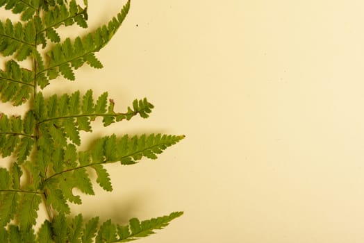 Autumn fern leaves isolated on yellow background with copy space. Horizontal orienattion. Minimalistic style. View from above.