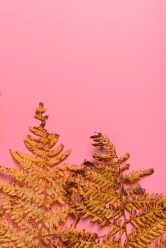 Autumn fern leaves isolated on yellow background with copy space. Horizontal orienattion. Minimalistic style. View from above.