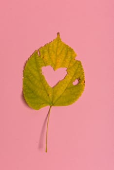 Background group autumn orange, green, yellow and brown leaves. with the heart shape cut out in the middle on pink background. Studio shoot. View from above. Horizontal orientation. Copy space.