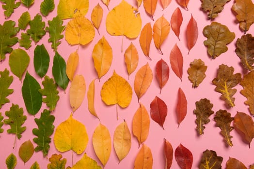 Background group autumn orange, green, yellow and brown leaves. with the heart shape cut out in the middle on pink background. Studio shoot. View from above. Horizontal orientation. Copy space.