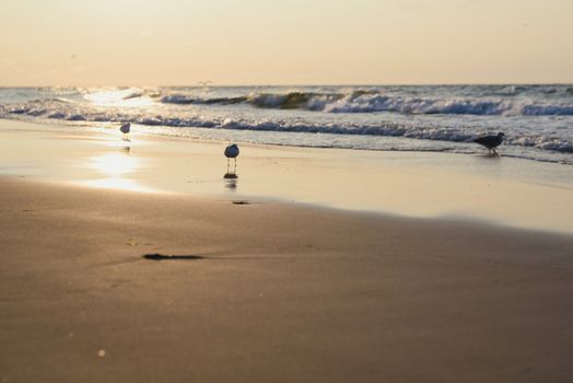 Sunset on the baltic sea with seagulls. Summer time. Golden hour.