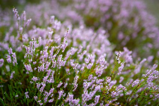 Blossoming Heather on the meadow next to a wood