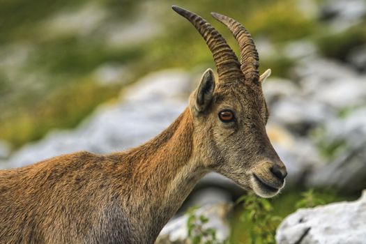 Steinbock or Alpine Capra Ibex portrait at Colombiere pass by day, France