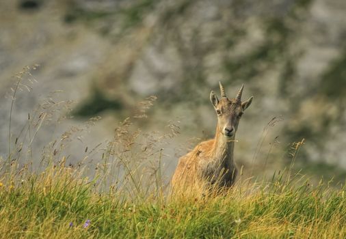 Steinbock or Alpine Capra Ibex at Colombiere pass by day, France