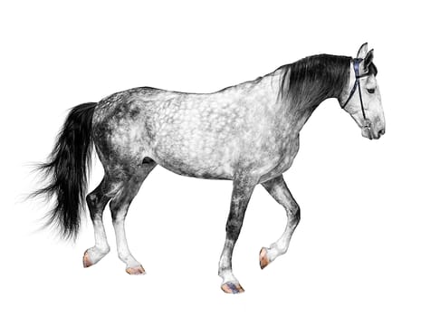 young frisky stallion gray white color, horse standing on a white background