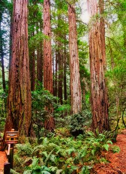 Cathedral Grove in Muir Woods Among Giant Redwoods