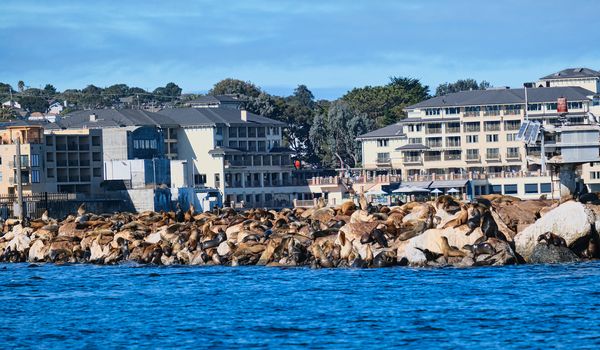 Seal Covered Rocks by Monterey Condos