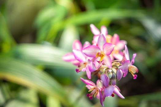 The background image of the colorful flowers, background nature