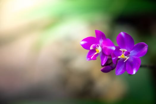 The background image of the colorful flowers, background nature