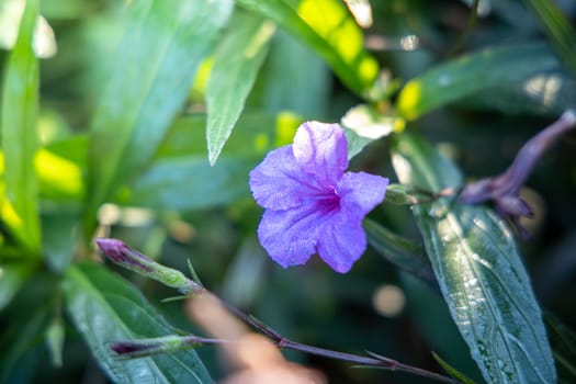 The background image of the colorful flowers, background nature