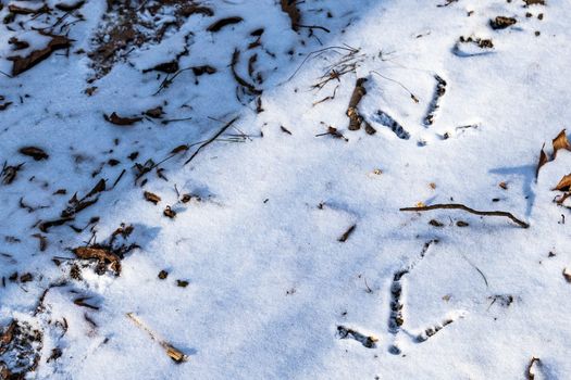 The tracks of a wild turkey (Meleagris gallopavo) appear in the snow in the forest, surrounded by the tops of fallen autumn leaves that are just peeking through the seasonal frozen cover.