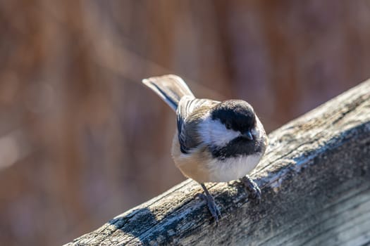 A black-capped chickadee is perched on a wooden fence. Facing down and to the right, the fence's wooden board forms a diagonal acorss the frame.