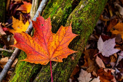 A vibrant red and orange maple leaf is seen up close as it lays on a mossy log. The log is covered in green moss and has a split along its length, covered by the leaf. Other autumn leaves lie below.