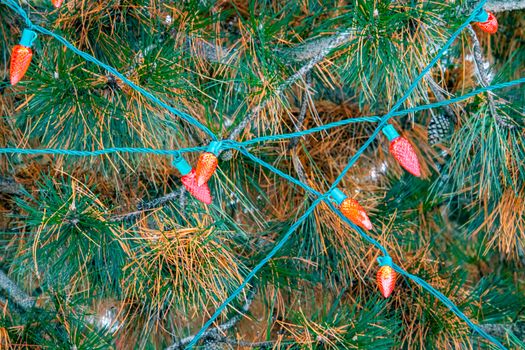 Red outdoor christmas lights on an outdoor evergreen pine tree cross each other's green wires across the orange and green needles and brown pinecones of the conifer.