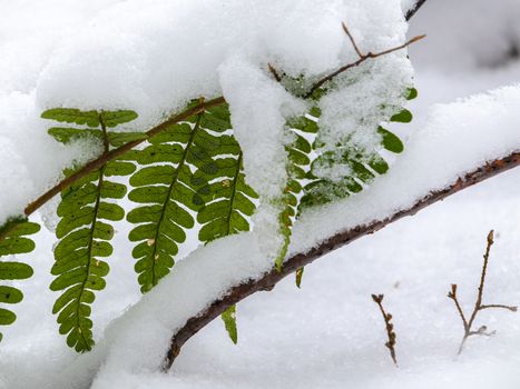 Fern leaves in a forest are still green in the early winter, but have snow piling up on the top of them.