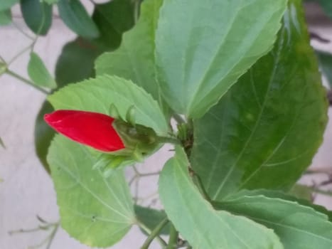 the hibiscus flower in my garden