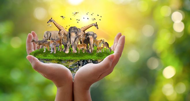 Concept Nature reserve conserve Wildlife reserve tiger Deer Global warming Food Loaf Ecology Human hands protecting the wild and wild animals tigers deer, trees in the hands green background Sun light