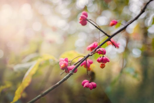 Pink autumn forest berries, closeup in blur.
