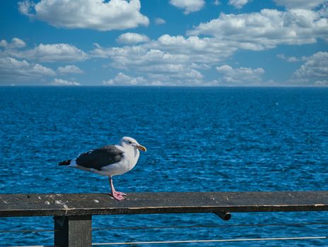 Seagull Over Blue Sea on Ship Railing