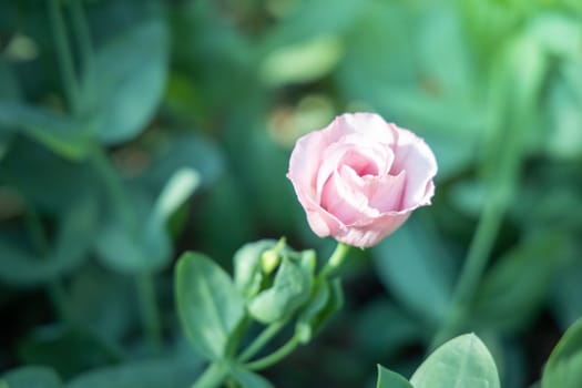 The background image of the colorful flowers, background nature