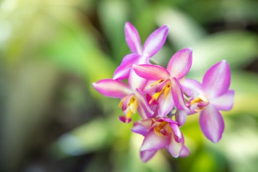 The background image of the colorful flowers, background nature