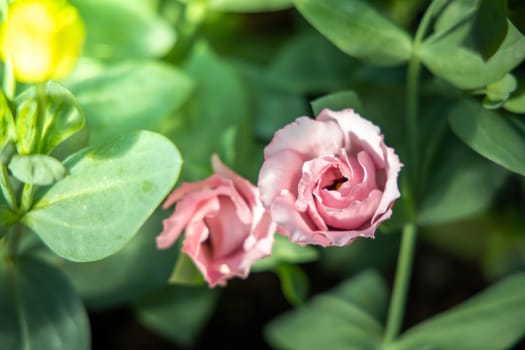 The background image of the colorful flowers, background nature