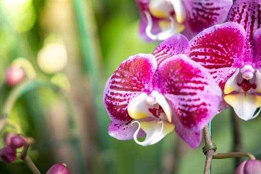 The background image of the colorful flowers, background nature