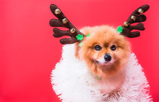 Closeup Chihuahua dog funny portrait in reindeer, christmas deer costume on red background