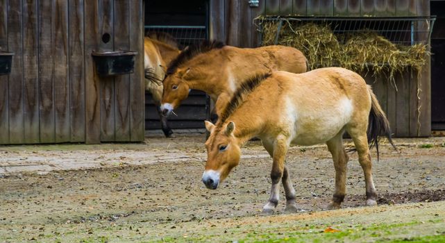 Wild mongolian horse walking past the stable, Endangered animal specie from the steppes of Asia