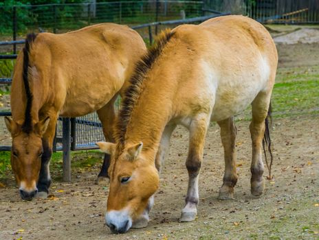 Wild mongolian horse couple grazing together in the pasture, Endangered animal specie from the steppes of Asia